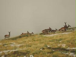 Il Cervo: Re della Foresta nel Parco Regionale Sirente Velino